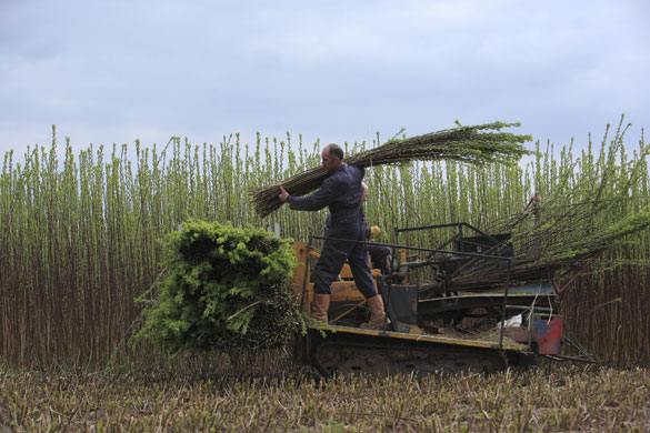 Basket Making : PH Coate and Sons