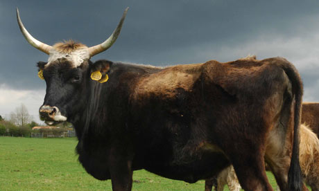 Aurochs an extinct breed of European cattle