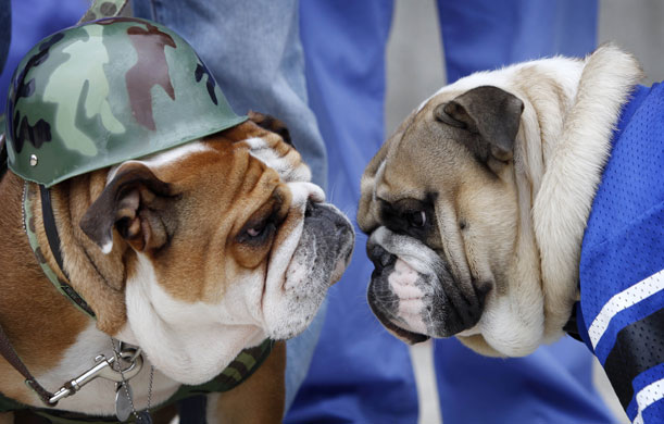 24 hours in pictures : Beautiful Bulldog Contest  in Des Moines, Iowa, USA
