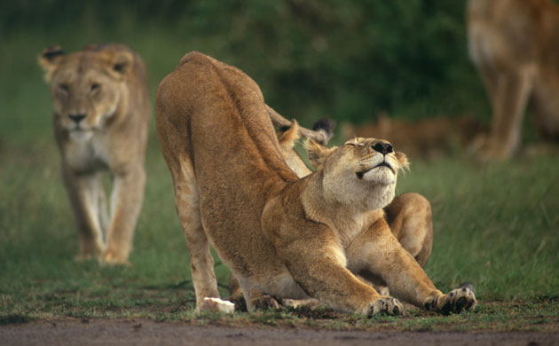 Masai Mara, Kenya: Lion Stretching