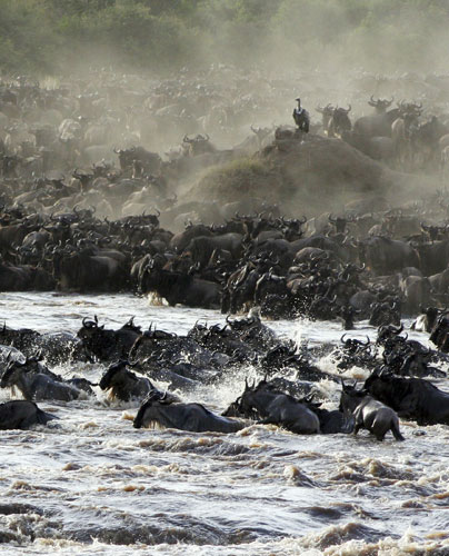 Masai Mara, Kenya: An African vulture watches part of a herd of some 1.5 million wildebeests