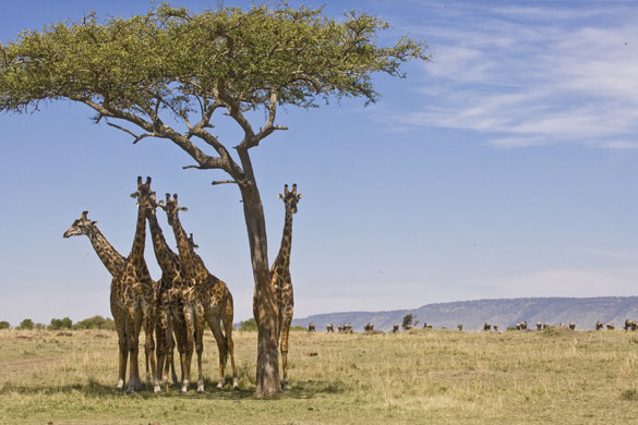 Masai Mara, Kenya: Giraffe