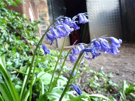 British Bluebells