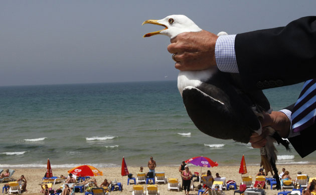 24 hours in pictures: Finland's ambassador to Israel holds a black-backed gull in Tel Aviv