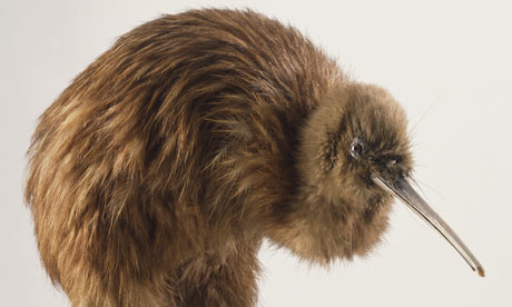Birds Kiwi