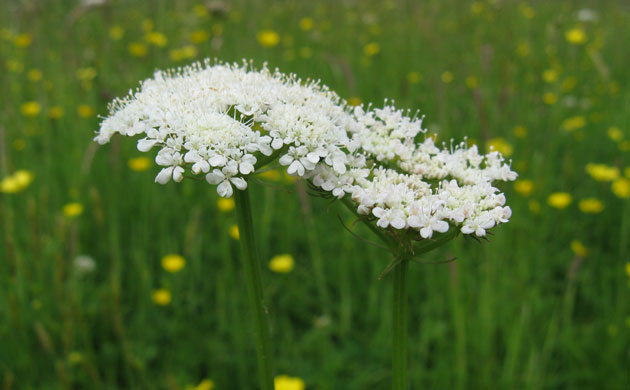 Traditional Orchards: The corky fruited dropwert found in Traditional Orchards