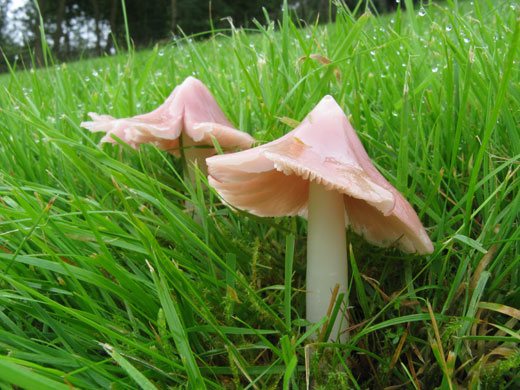 Traditional Orchards: Waxcap, a form of fungi, called Hygrocybe calyptriformis