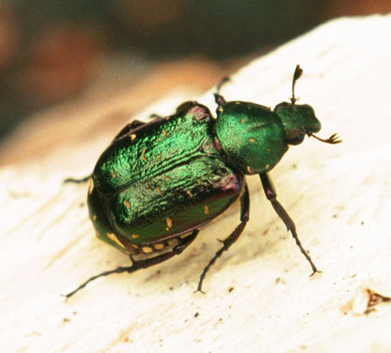 Traditional Orchards: The rare Noble Chafer beetle