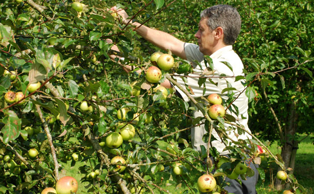 Traditional Orchards: Apples from the National Trusts Killerton Estate will soon be harvested