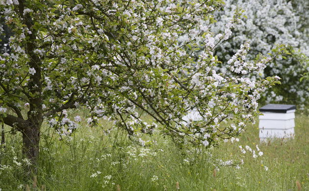 Traditional Orchards: Beehives and trees in blossom at Sissinghurst Castle Garden Kent