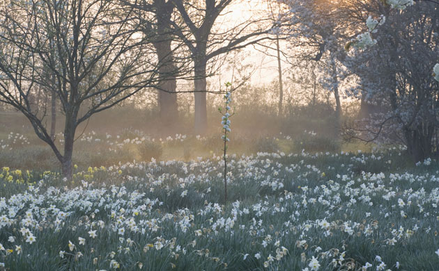 Traditional Orchards: Daffodils in the Orchard at Sissinghurst Castle Garden Kent.