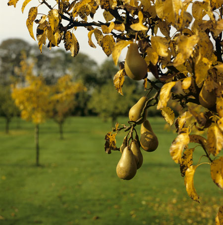 Traditional Orchards: Pears growing in the orchard in autumn at Hardwick Hall