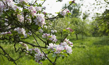 Traditional Orchard at the National Trust's Barrington Court in Somerset