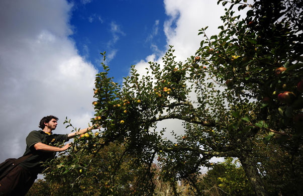 Traditional Orchards: Cotehele, the National Trust property near Saltash, Cornwall. 