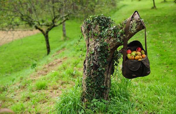 Traditional Orchards: A bag of apples at the old orchard at Cotehele, near Saltash, Cornwall