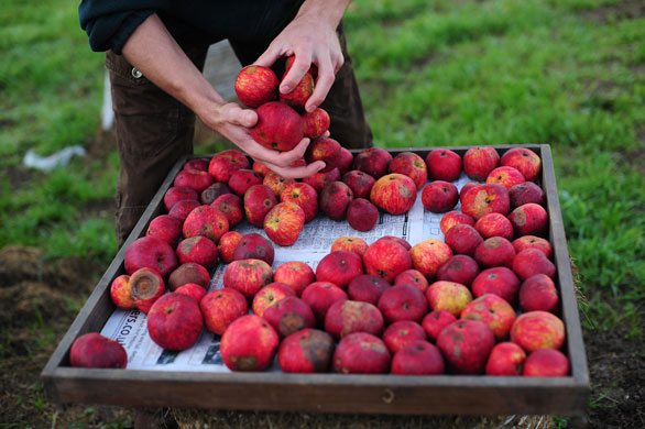 Traditional Orchards: Queens Stew apples at the old orchard at Cotehele, near Saltash, Cornwall.