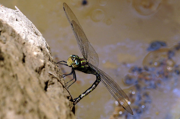 24 hours in pictures: A dragonfly is seen settled over a rock