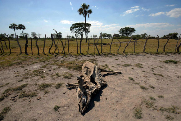 24 hours in pictures: A dead cow is seen the wetlands of Tisma