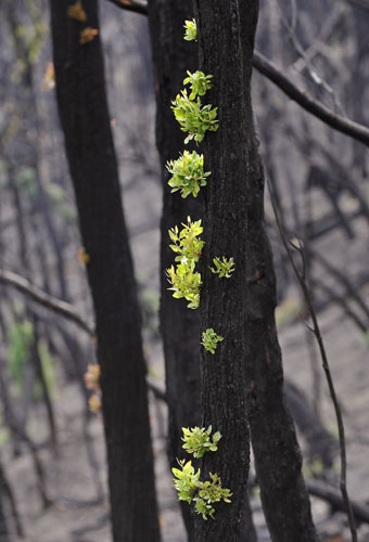 Week in wildlife: Leaves sprout from trees devastated by bushfires in Kinglake, Australia