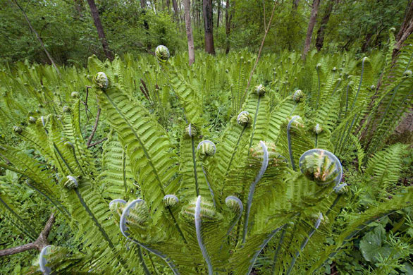 Week in wildlife: A fern is seen on the bank of river Mura Izakovci, Slovenia