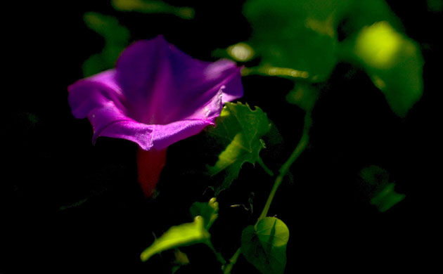 Week in wildlife:  A Bell Flower is seen near the Atitlan Lake, Guatemala