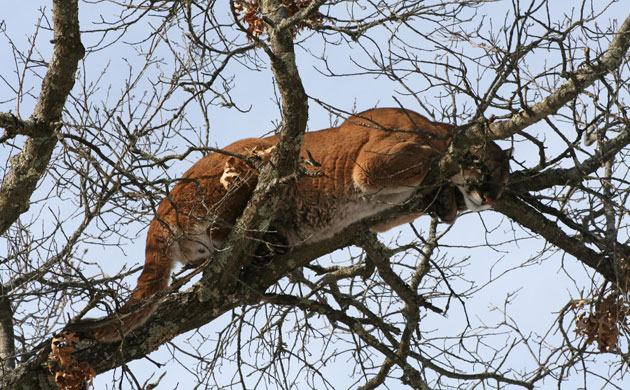 Week in wildlife: mountain lion, also named cougar, in a tree west of Spooner, Wisconsin, US