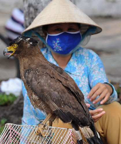 Week in wildlife: A woman sits selling an eagle in Ho Chi Minh City, Vietnam