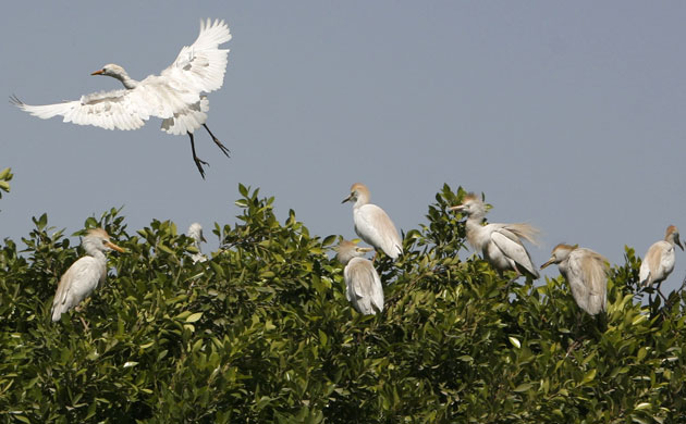 Week in wildlife: A Cattle Egret flies from the top of a tree in the Cairo suburbs