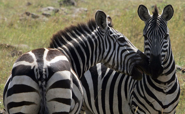 Week in wildlife: To match feature AFRICA-TOURISM/