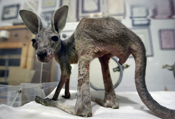 Week in wildlife: A baby kangaroo named Tijana is seen in the incubator in Belgrade Zoo