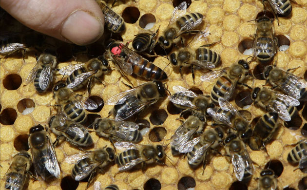 Week in wildlife: Beekeeper points out the queen bee from a hive in Tutbury, UK
