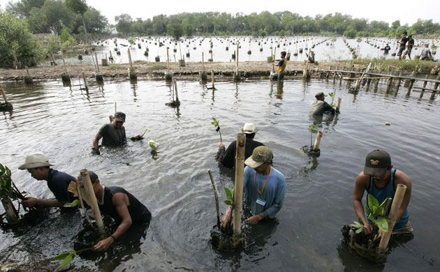 Week in wildlife: Workers plant mangrove trees in Jakarta, Indonesia