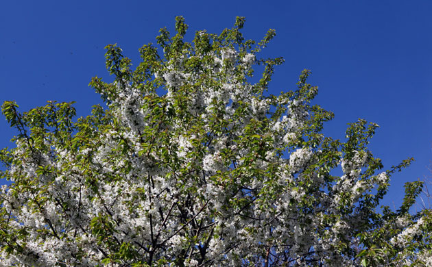 Week in wildlife: Blossom on a tree, Hoxne, Suffolk.