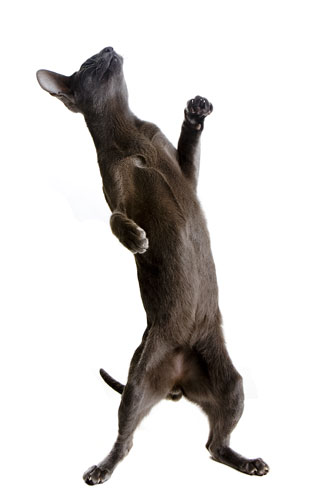 Take 10: Fancy Cats: Spockie