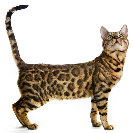 Take 10: Fancy Cats: Midey