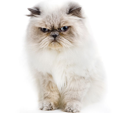 Take 10: Fancy Cats: Purdy