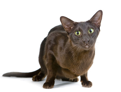 Take 10: Fancy Cats: Mishka