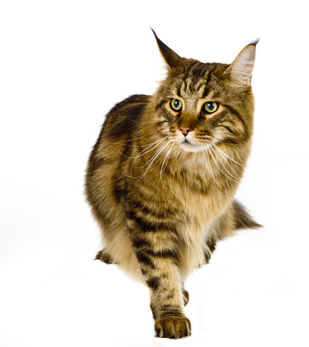 Take 10: Fancy Cats: Titan