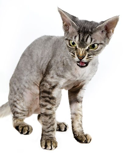 Take 10: Fancy Cats: Fifi