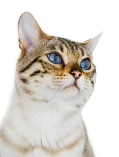 Take 10: Fancy Cats: Barney