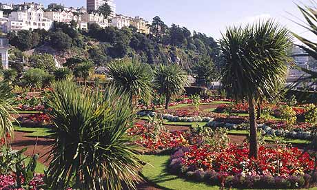 Palm trees in Torquay