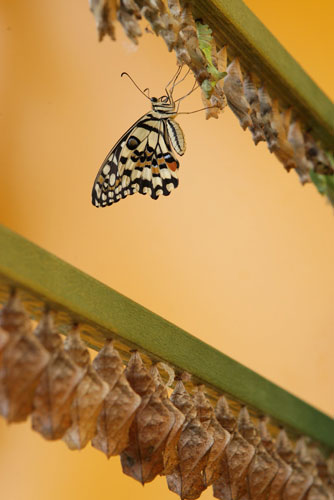 24 hours in pictures: The Natural History Museum Launch Their New Butterfly Jungle