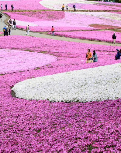 24 hours in pictures: Moss pink field Tokyo