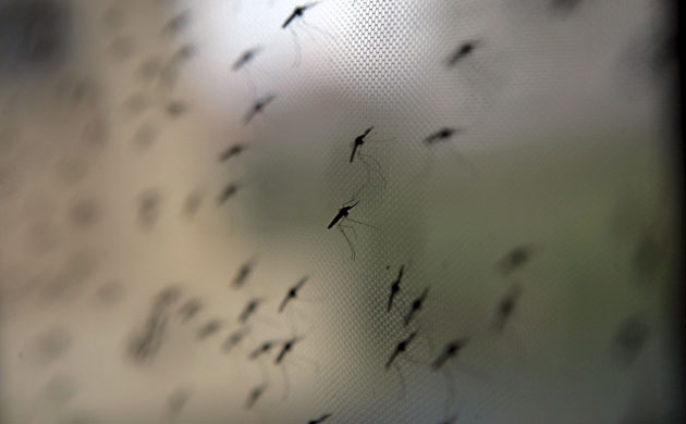 World Malaria Day : Anopheles gambiae mosquito's, a vector for the malaria parasite