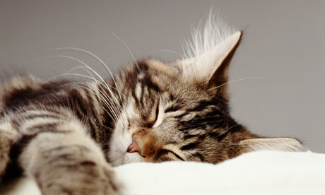 A-sleeping-pet-cat-001.jpg