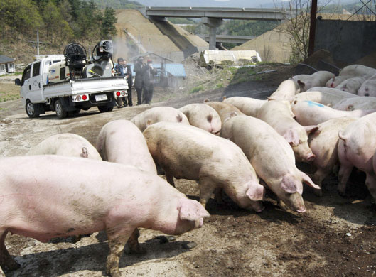 Swine Flu Outbreak: A South Korean disinfection truck sprays disinfectant at a pork farm