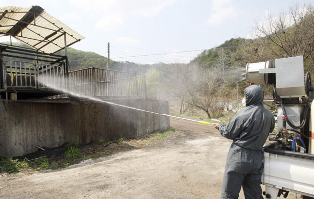 Swine Flu Outbreak: Health officials spray disinfectant at a pig farm in Chuncheon, South Korea