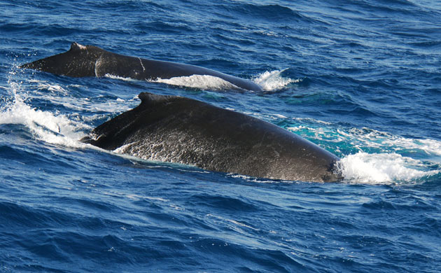 Humpback whales