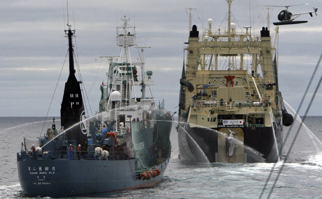 minke whale is loaded on to the Nisshin Maru factory ship