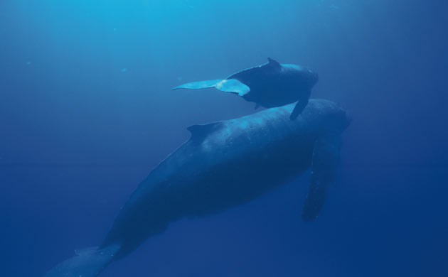 A mother and calf humpback whale swim underwater